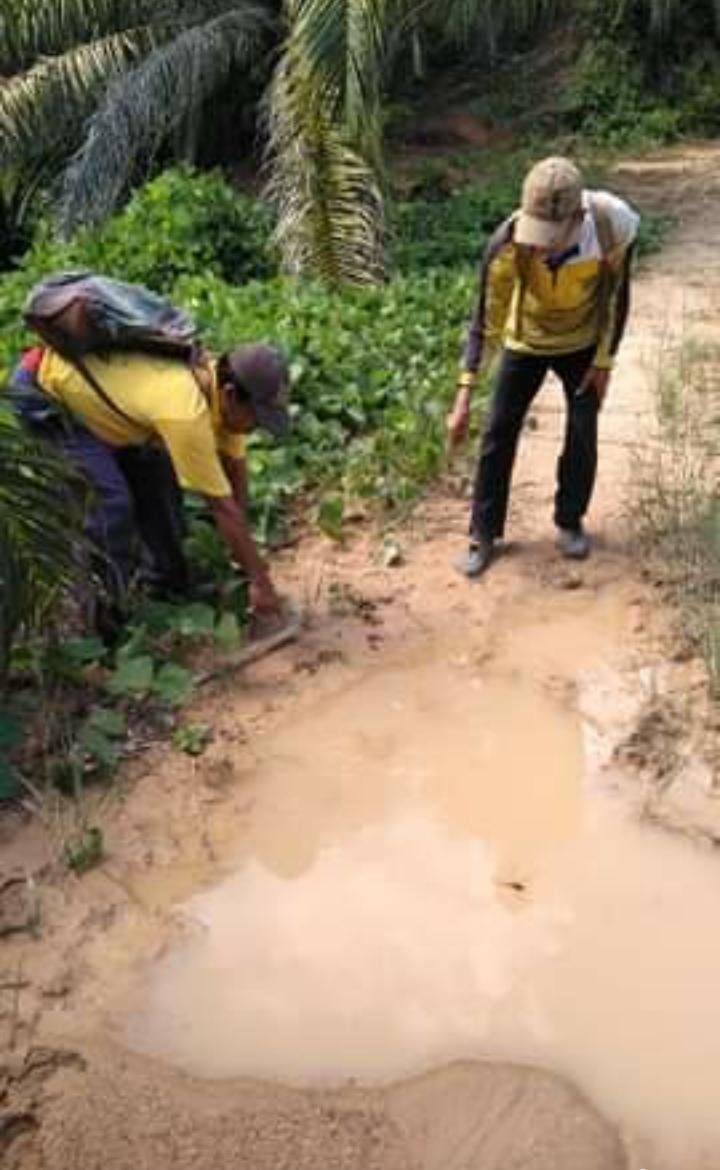 Jejak Tapak Harimau di Kebun Sawit