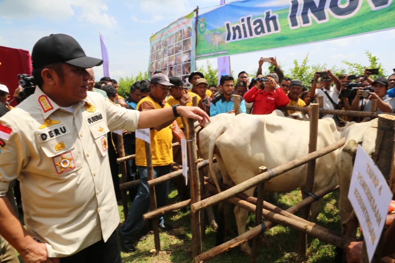 Dari Lumbung Sapi Menuju Rekor MURI