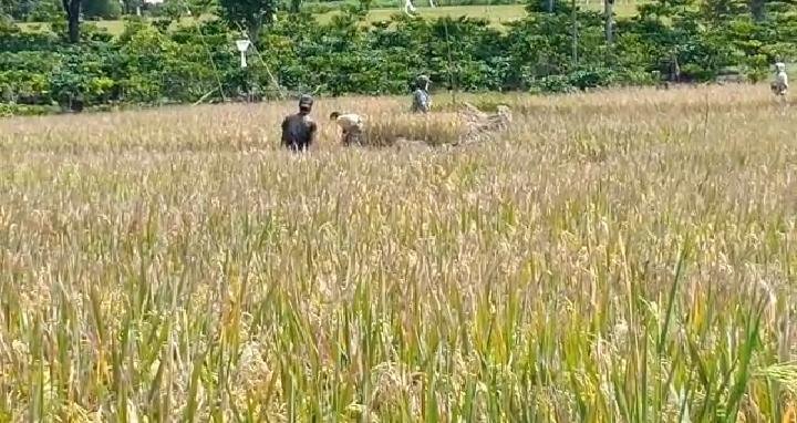 Insyaallah Stok Pangan OKU Selatan Masih Aman