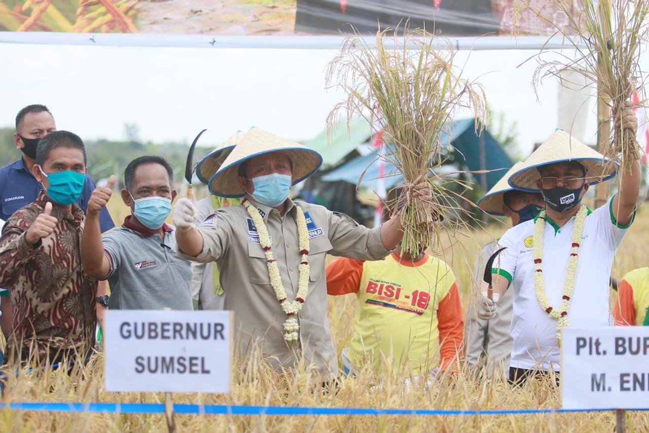 Gubernur Sumsel , Herman Deru , Panen Raya , petani