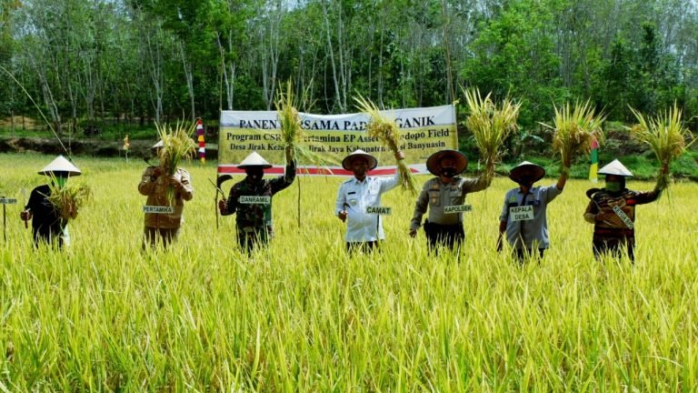 Kecamatan Jirak Jaya , Kelompok tani , Organik , Padi SRI , Panen Padi , persawahan