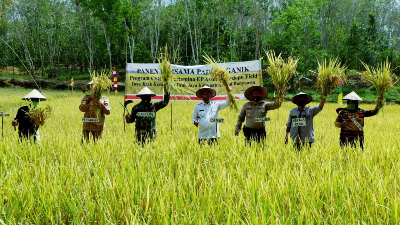 Kecamatan Jirak Jaya , Kelompok tani , Organik , Padi SRI , Panen Padi , persawahan