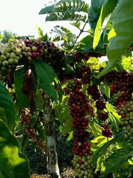 Aroma kopi , Kopi , Kopi Ranau , kopi robusta , Petani kopi