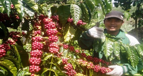 kopi pagaralam , kopi robusta , Kopi Robusta Pagaralam