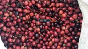 panen kopi robusta, petani kopi pagaralam, harga kopi robusta, kopi perkilo, kopi