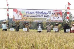 panen perdana padi MT 2000, gubenur sumsel panen perdana, desa lontar
