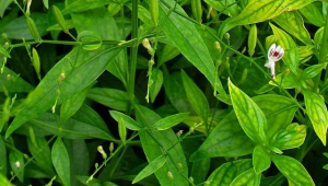 manfaat daun sambiloto, tanaman herbal perlancar peredaran darah
