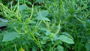 Sayur Bayam, Tanaman untuk musim hujan