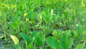 Sayur genjer, tanaman yang hidup di air