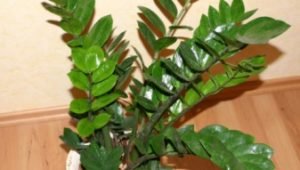 Zamioculcas, tanaman hias Zamioculcas