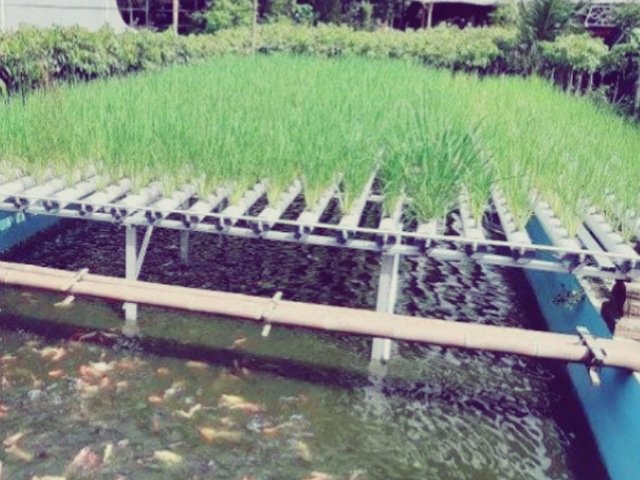 Cara Bertanam Padi Hidroponik, padi hidroponik