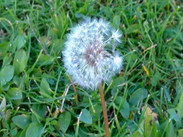 Daun dandelion