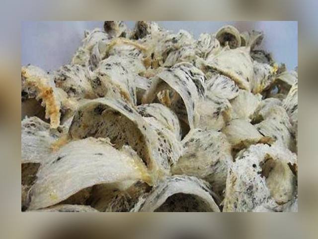 komoditas sarang burung walet, sarang walet