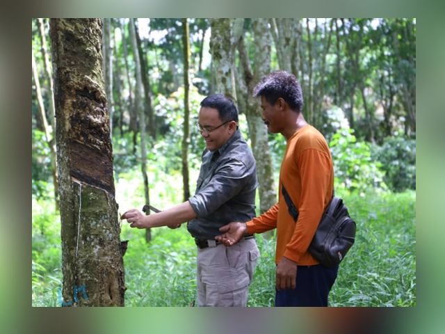 petani karet muba