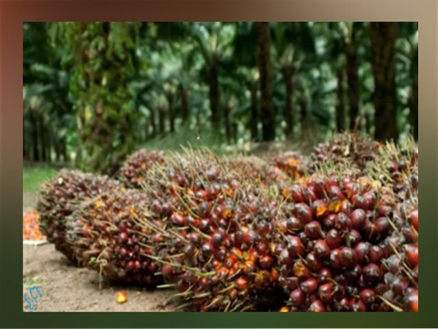 bahan baku pembuatan biodiesel , siklus cuaca yang mengganggu produksi , tren positif harga minyak