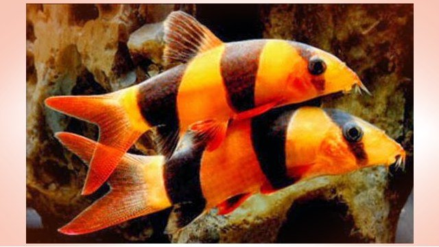 Ikan hias botia badut, ikan hias air tawar