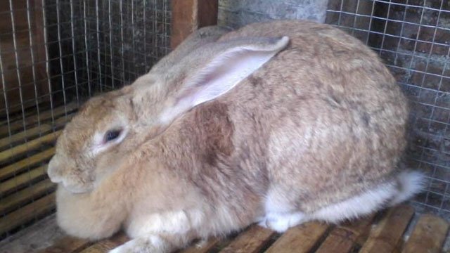Kelinci Flemish Giant, ternak kelinci