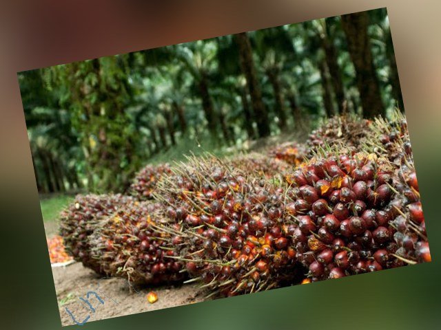 inovasi peningkatan produktivitas , Kenaikan Harga CPO , ketidakpastian perekonomian akibat tensi perdangangan