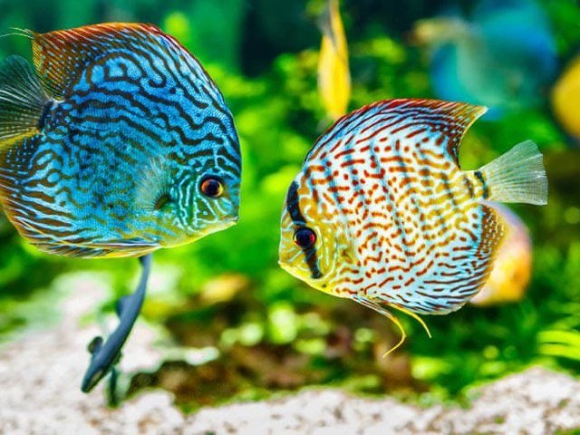 Cara memelihara ikan hias , jenis ikan hias air tawar , Ragam Ikan Hias , rekomendasi ikan hais air tawar