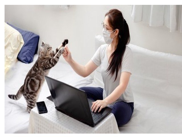 kucing-kucing lucu , pengidap alergi kucing , sampai kocheng oren , vaksin penangkal alergi