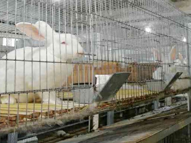 Ciri-ciri dari kelinci pedaging , Kelinci Pedaging untuk Budidaya , peternak kelinci , ras flemish giant