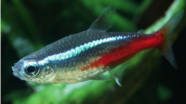 ikan hias air tawar, ikan hias neon terta