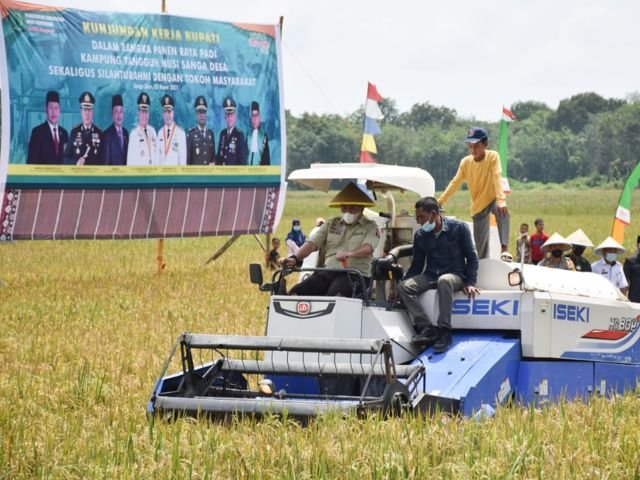 panen dalam setahun, lumbung padi di muba, sawah lebak bisa tiga kali panen