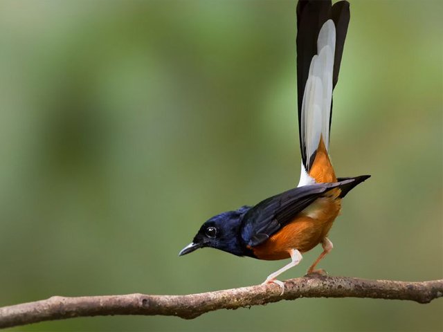 Ciri-ciri fisik murai batu , keberadaan murai batu Jawa , kicauan murai nias , penampilan Murai Batu Medan , primadona para pecinta burung kicau