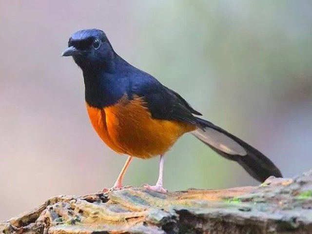murai batu borneo, ciri murai batu borneo