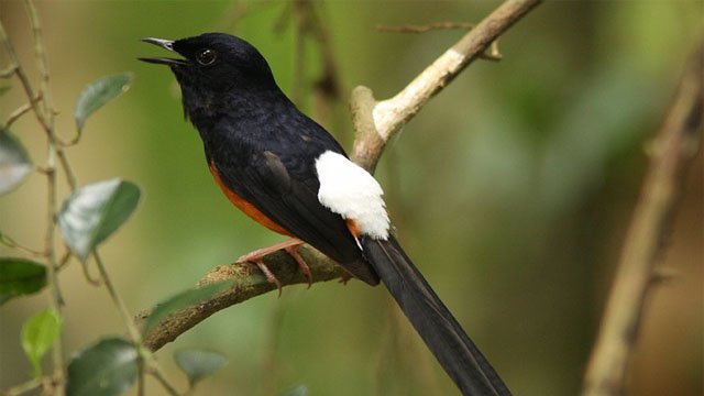 murai batu medan, murai batu dengan kicauan indah