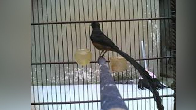 murai batu nias, warna burung murai batu