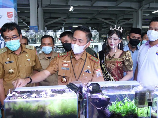 kondisi pasar ikan modern , Peternak Ikan Cupang , Ragam Ikan Hias , Sentra Pasar Ikan Hias