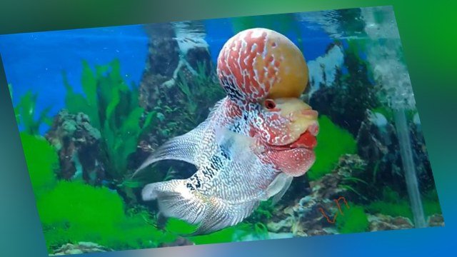 supaya ikan louhan senantiasa sehat, akuarium untuk ikan louhan, ikan hias air tawar
