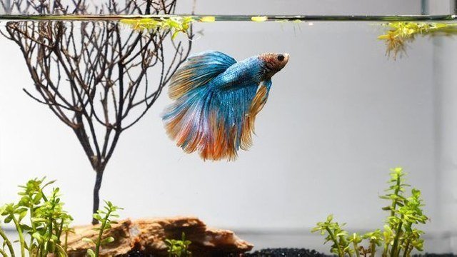 warna ikan cupang, warna multi color cupang, cara merawat ikan cupang
