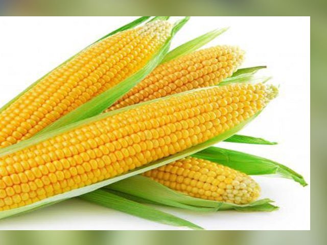 Jagung Muda , kadar lemak rendah , pasien kanker usus besar , radikal bebas penyebab kanker