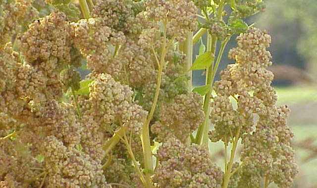 quinoa, makanan pengganti nasi