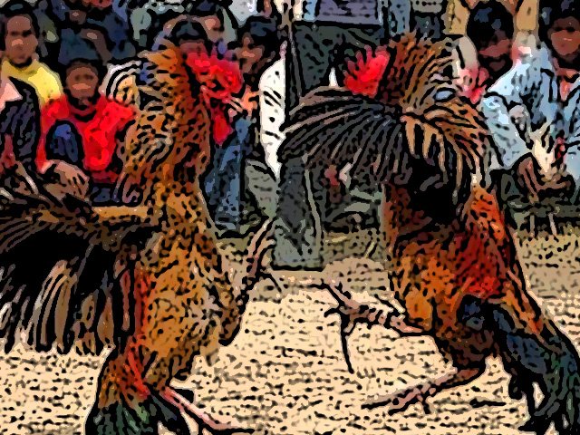 kasus perjudian sabung ayam