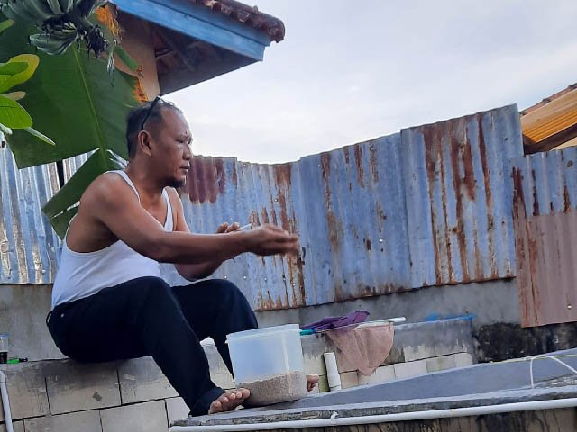 Budidaya Ikan Nila , Genetically Supermale Indonesian Tilapia , Penjaga Ikan Nila Nirwana