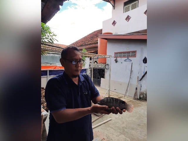 bibit ikan nila , bobot ikan nila , usaha budidaya ikan air tawar