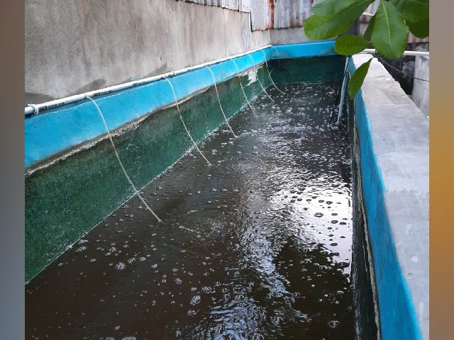 pembudi daya ikan air tawar