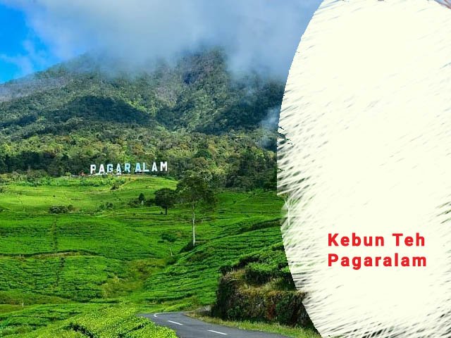 Kebun Teh Pagaralam