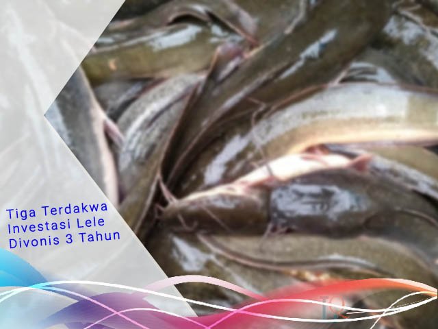 Investasi Budidaya Lele , korban melakukan penagihan , pidana penjara selama 3 tahun