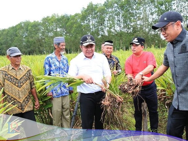 memanfaatkan lahan kosong, nilai jual laos