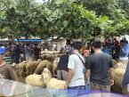 Harga Hewan Qurban , Pasar Khusus Kambing