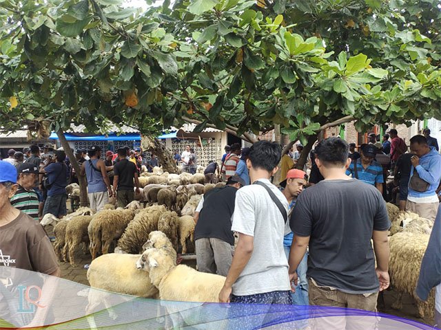 Harga Hewan Qurban , Pasar Khusus Kambing