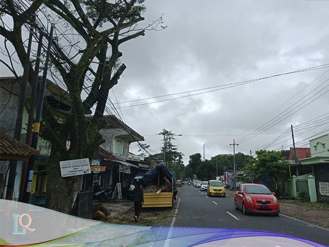 pohon trembesi tua