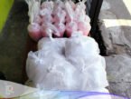 Jumat Berbagi , sedekah nasi kotak