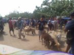 Domba Sopas Banyuwangi , Suasana Pasar Domba