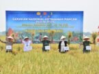 Gerakan Nasional Ketahanan Pangan , Kegiatan Panen Raya