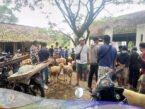 pasar hewan , Pengusaha Sapi
